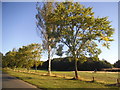 Row of trees on Leyhill Common