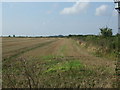 Stubble field and hedgerow