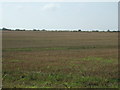 Stubble field near The Grove