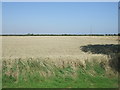 Crop field near Ryluc Farm