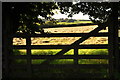 West Somerset : Grassy Field & Gate