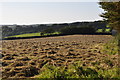 West Somerset : Grassy Field