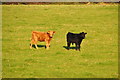 West Somerset : Grassy Field & Cattle