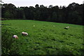 West Somerset : Grassy Field & Sheep