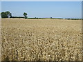 Crop field near Asserby