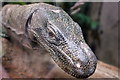 SJ4170 : Salvador's Monitor at Chester Zoo by Jeff Buck