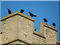 Crows on the church tower