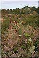 Burdock on the bank of the Slea, Ferry Bridge