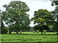 Trees on field boundary