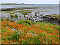 Between the road and the sea, Berneray