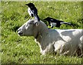 Magpie Sheep Groomers