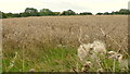 Unharvested field by Heywood Lane