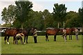 Youngstock at the Irish Draught Breed Show 2015, Lincolnshire Showground