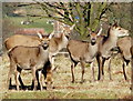 Red Deer hinds at Bradgate Park