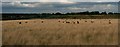 Sheep in a field off Five Mile Lane, Washingborough Fen