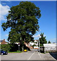 Dominant tree near Camborne Grove, Yeovil