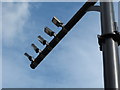 TQ2081 : Average speed cameras, A40 Western Avenue, Acton by David Hawgood