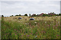 Abandoned silage bales in the long grass