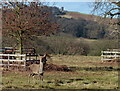 View across the Bradgate Country Park