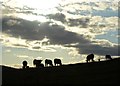 Cattle at Highfield Farm