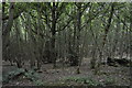 TQ3211 : High Park Wood by N Chadwick