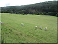 Sheep grazing in Glen Errochty