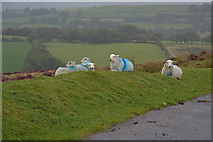 SN5038 : Sheep in the rain by Nigel Brown