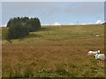 Moorland on Mynydd Llanybydder