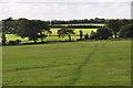 North Devon : Grassy Field