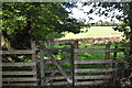 North Devon : Grassy Field & Gate