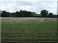 Farmland near Rougham Park