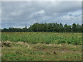 Crop field off Hollow Lane