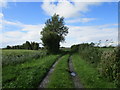 Footpath to Rook