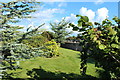 Trees at Coilsfield Cemetery