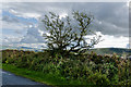 A hawthorn at the side of the road