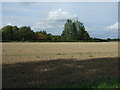 Stubble field, Battisford Tye