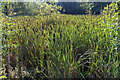 Bulrushes in the pond 