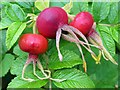 NZ1565 : Rose hips of Rosa rugosa by Andrew Curtis
