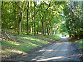 Lane towards Ashridge Park