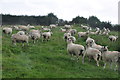 North Devon : Grassy Field & Sheep