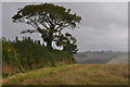 North Devon : Grassy Field