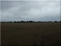 TM1264 : Farmland east of Norwich Road (A140) by JThomas