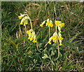 False Oxlip near the Sherborne Brook