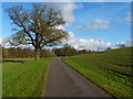 Tree along Slate Pit Lane