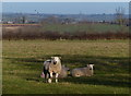 Fields and sheep north of Shearsby Road