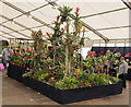 Harrogate Autumn Flower Show - 2015 (3)