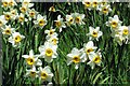 Narcissi in the Wild Garden at Upton House