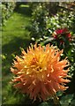 Dahlia, Tessier Gardens