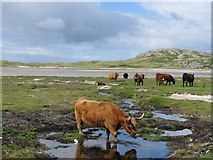 NR3591 : Cows on the shore of Traigh nam Barc by James Wood