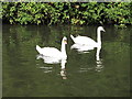 Swans on Paddington Branch canal